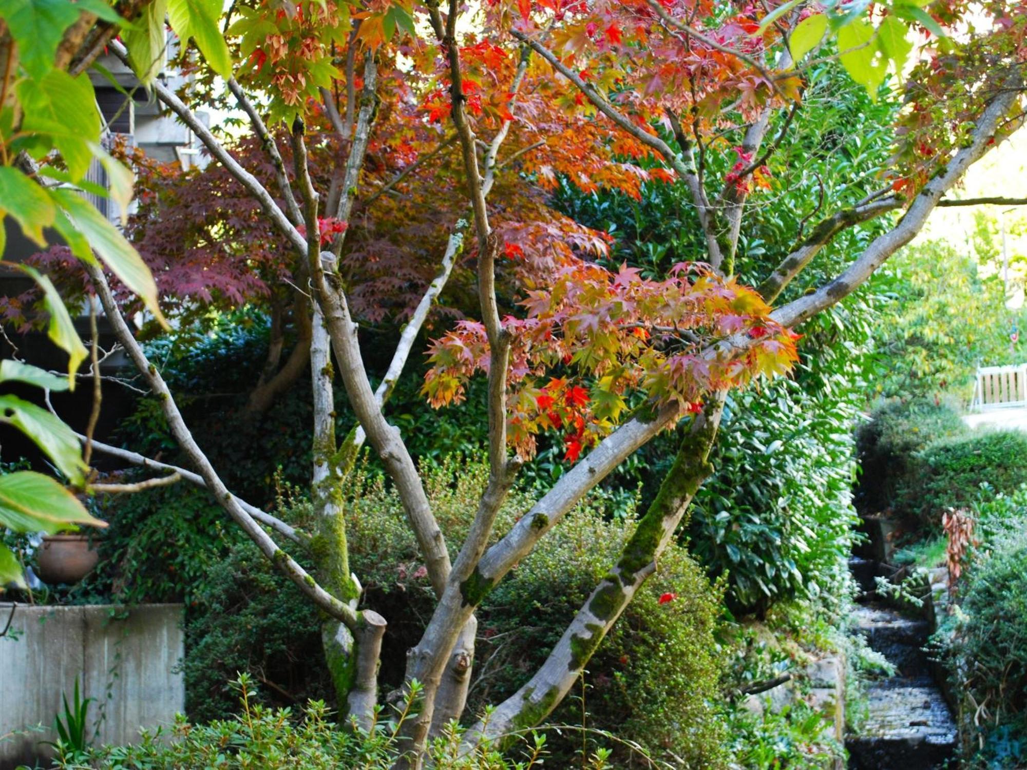 Ferienwohnung Wanderschoen Sasbachwalden Ngoại thất bức ảnh